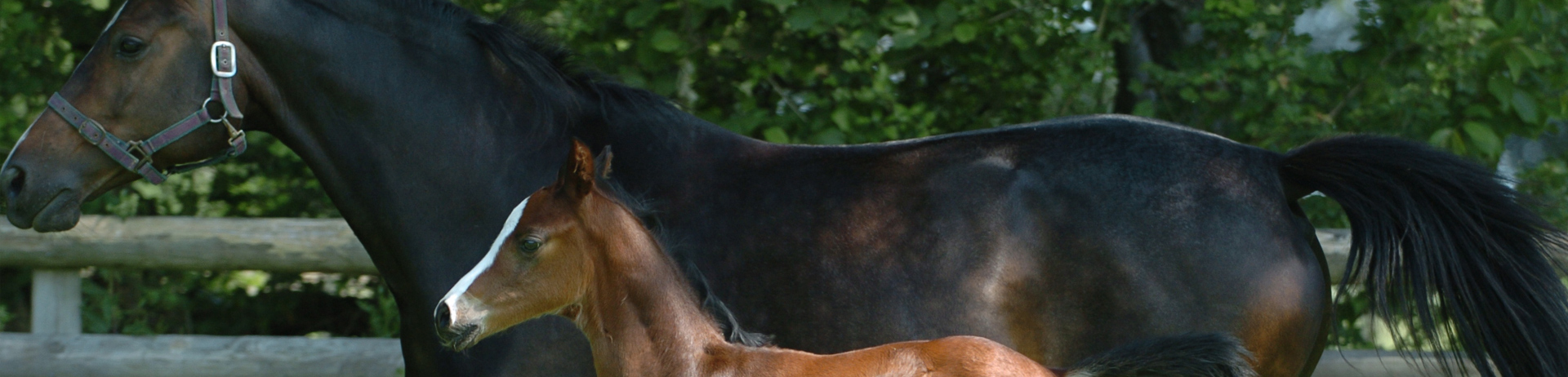 Stud and Youngstock
