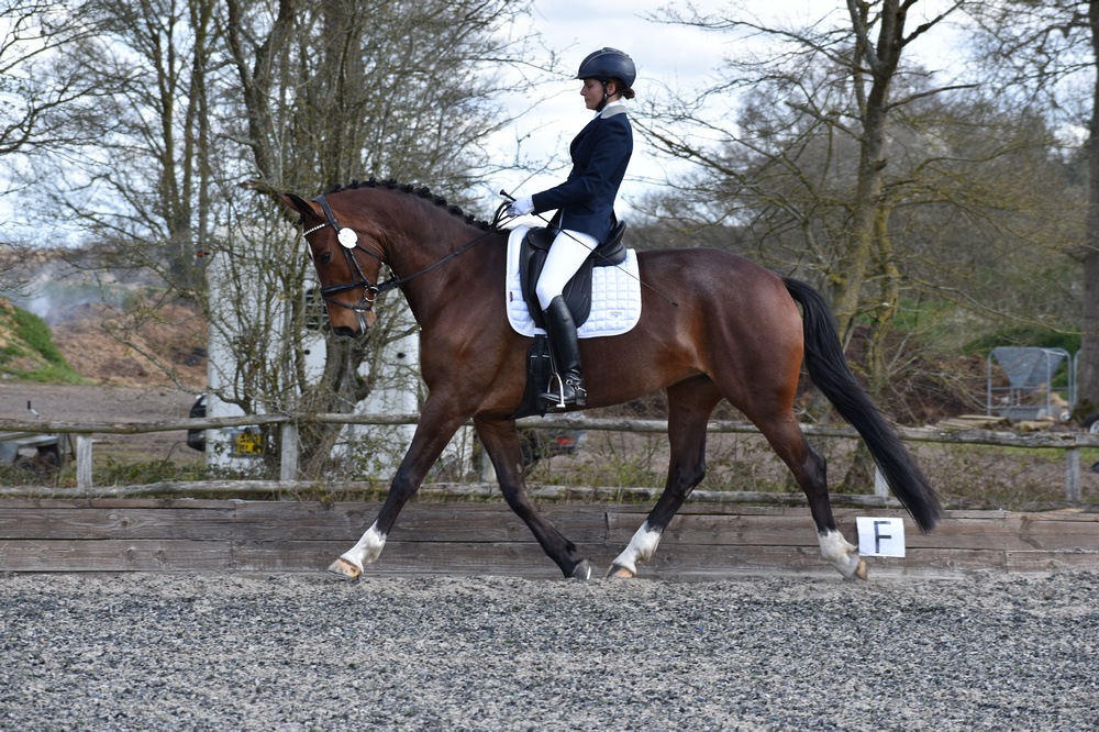 Fairoak Daydream wins Elementary Gold Regionals